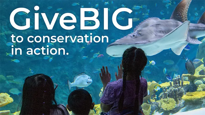 Give big to conservation in action. Photo of three children looking closely at a bowmouth guitarfish swimming past them in a large habitat at the Seattle Aquarium.