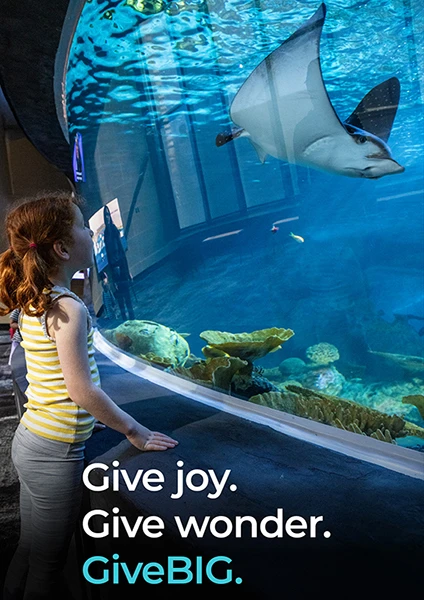 A young child watching a stingray swim past through a large viewing window at the Seattle Aquarium's Ocean Pavilion Reef habitat. The words Give Joy, Give wonder, GiveBIG are on the bottom.