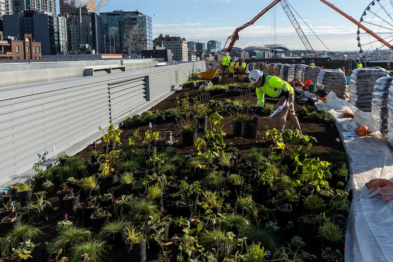 Workers planting native plants on the rooftop of the Ocean Pavilion building.
