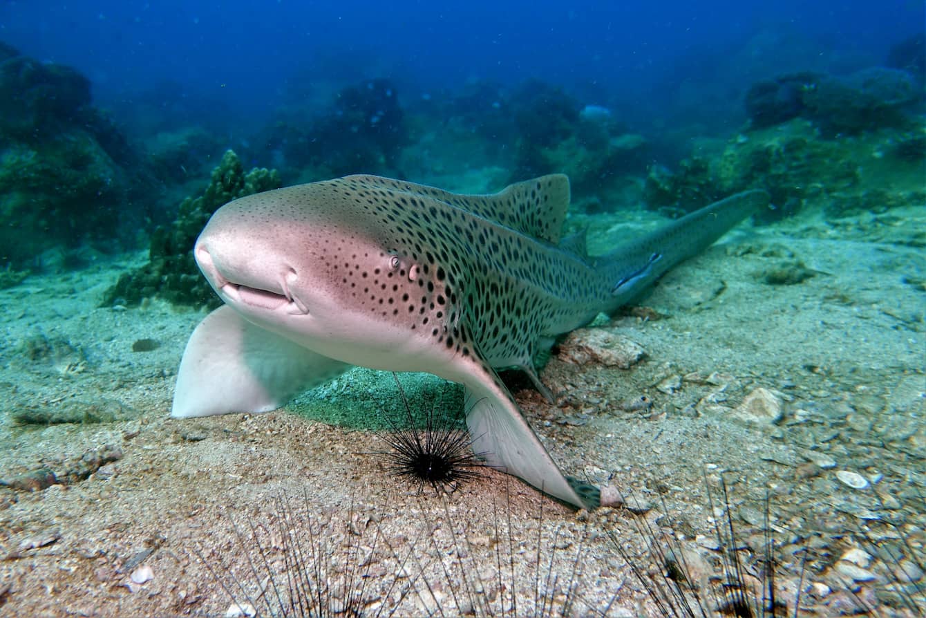 An Indo-Pacific leopard shark swimming along the sea floor. These sharks are tan and covered with dark spots; they have a white underside.