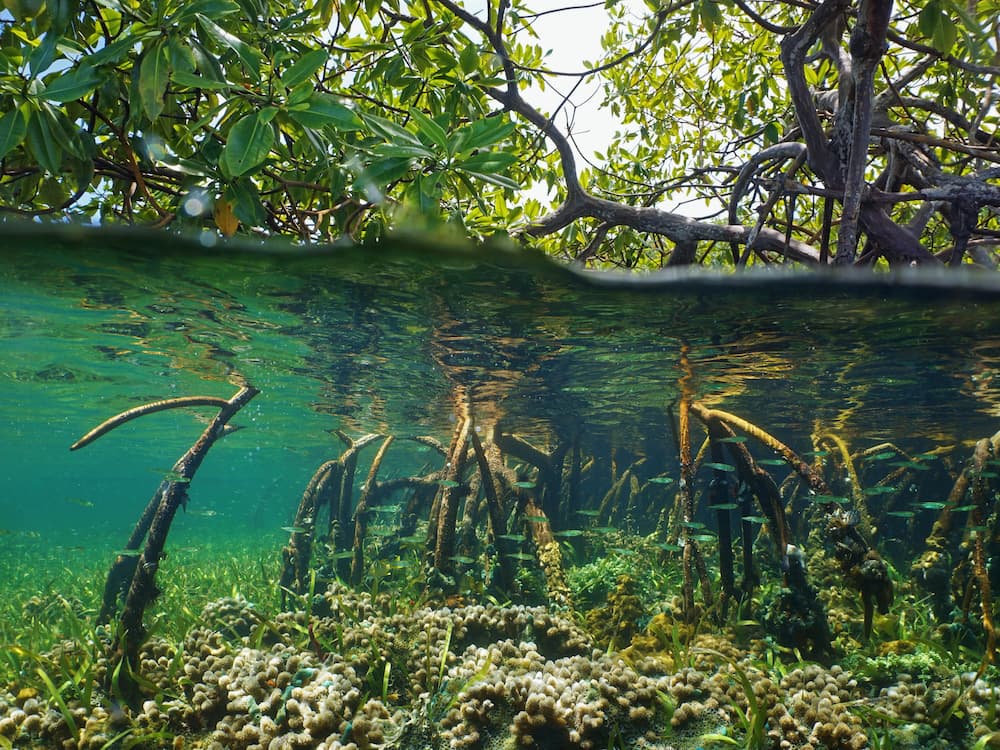 A cluster of mangrove trees. This top half of this photo is above the surface of the water, and the bottom half of the photo is below the water's surface. Mazelike mangrove tree branches can be seen above the water's surface. Underneath, the roots of the mangrove trees stretch into the sandy seabed.