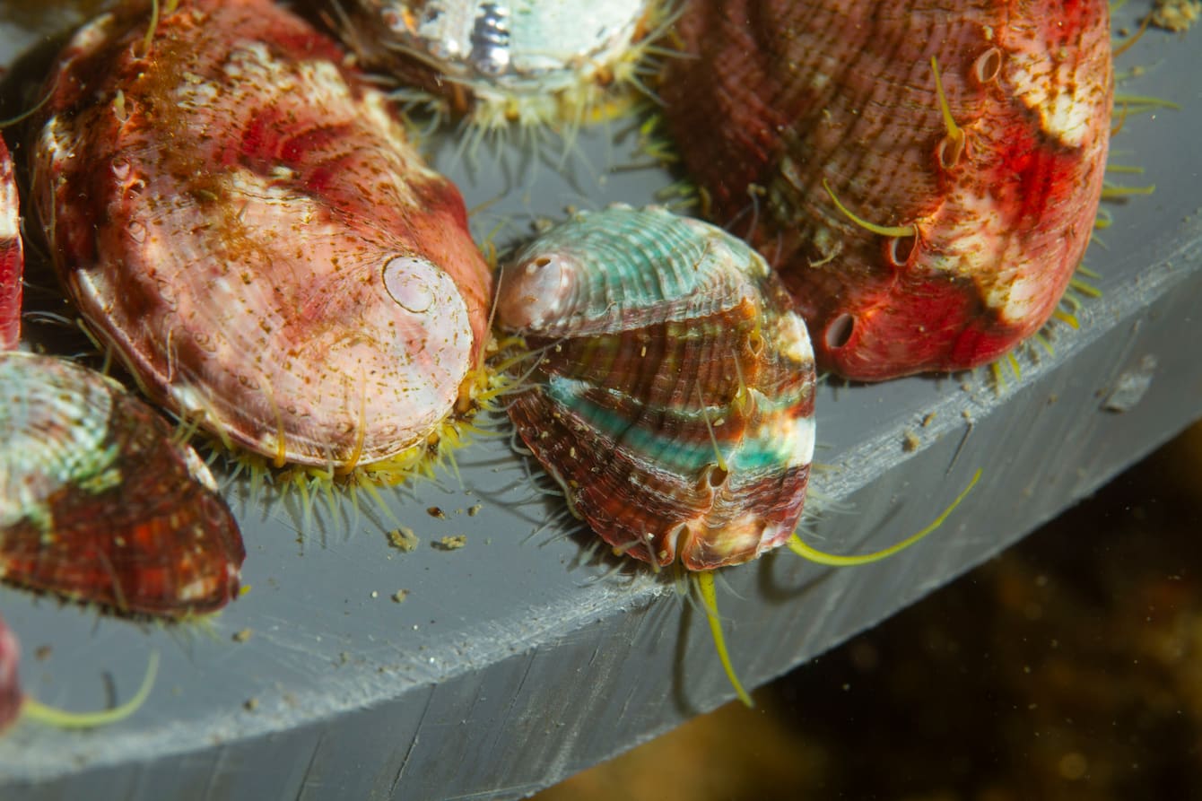 A small cluster of pinto abalone, a type of marine snail. These creatures sport red and white banded shells surrounded by small, yellow sensory tentacles.