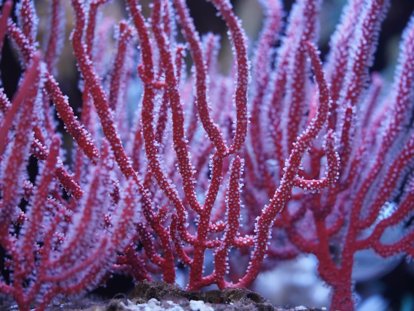 A swiftia coral. This coral is thin and branching; it is bright pink and dotted with small, white protrusions.