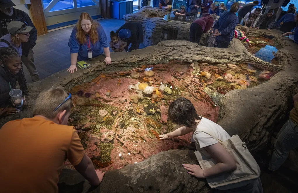 An overhead shot of the touch tide pools at the Seattle Aquarium. A volunteer in a blue shirt and several guests are gently leaning over the edge of the touch pools.