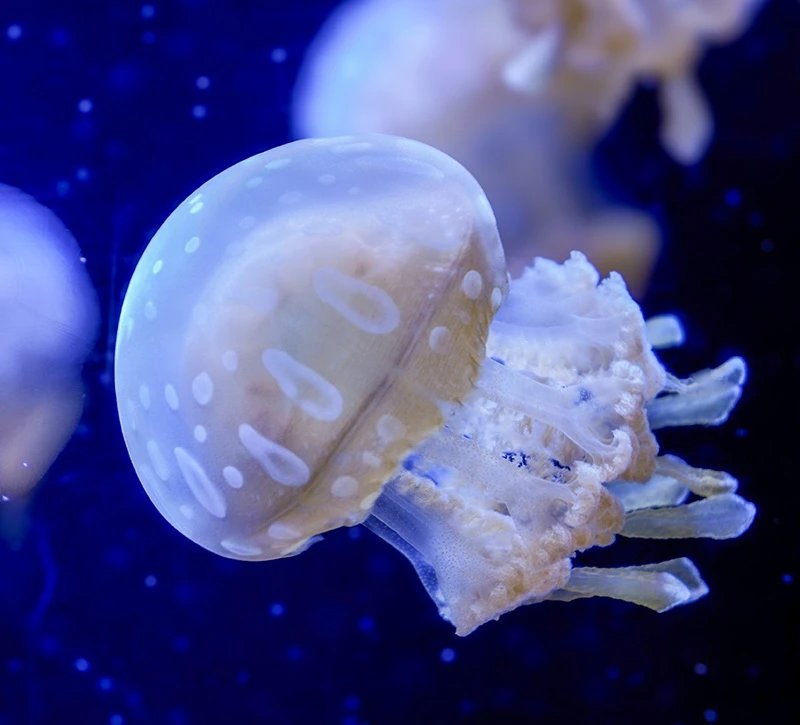 A lagoon jelly floating underwater in a Seattle Aquarium habitat.