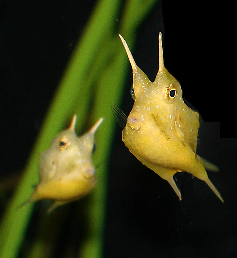 Two cowfish, a species of tropical fish, swimming underwater. A tall piece of underwater grass is behind the two fish.