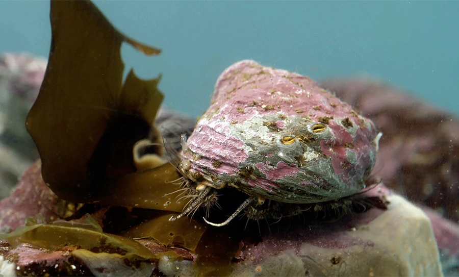 Adult pinto abalone underwater eating a piece of kelp.