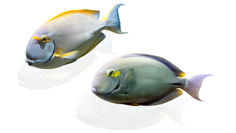 Two large tropical fish swimming next to each other, with a transparent background.