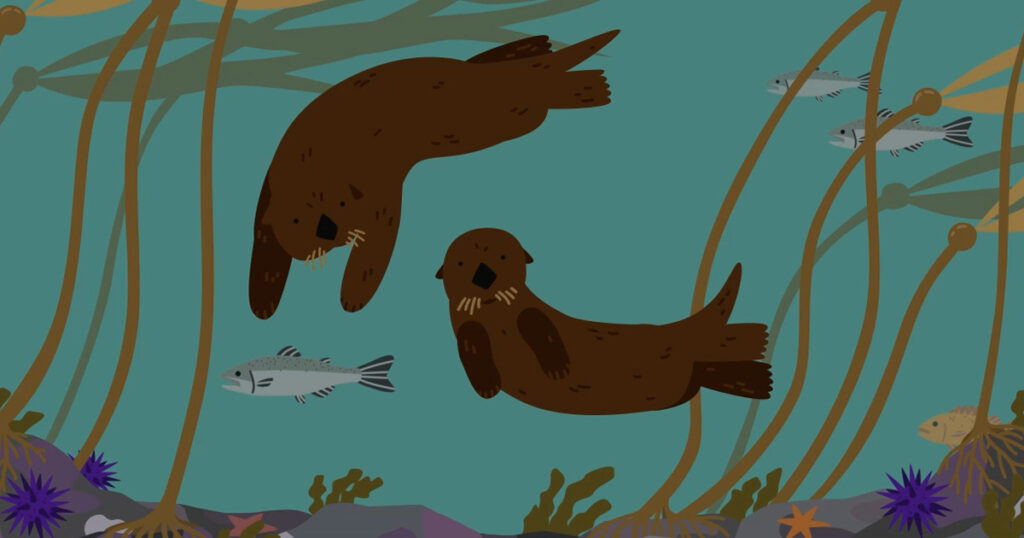 Illustration of two sea otters swimming underwater amongst kelp, fish, sea urchins and other under sea life.