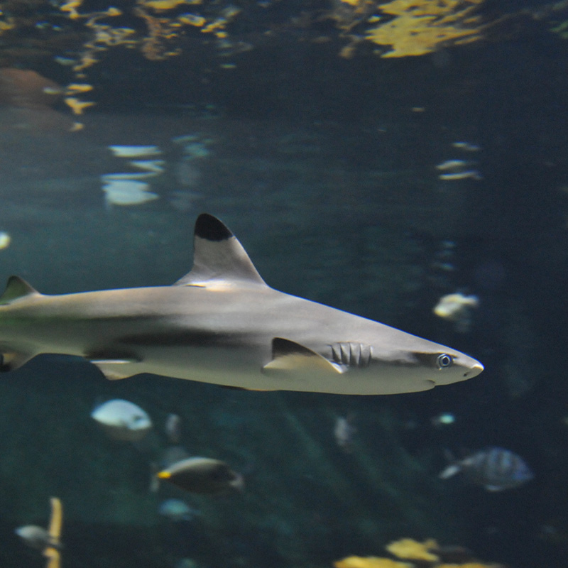 A blacktip reef shark swimming in a large aquarium habitat among other tropical fish species.