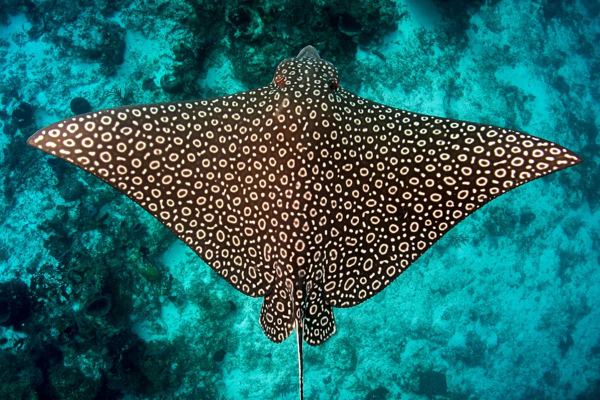 A whitespotted eagle ray as seen from above. Unlike spotted eagle rays, whose spots are filled, the whitespotted eagle ray's spots are o-shaped.