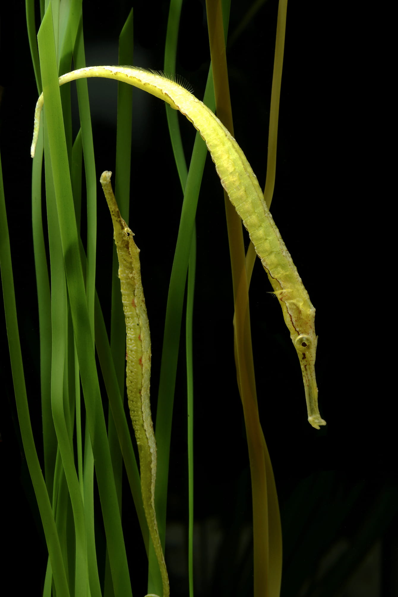 pipefish-1