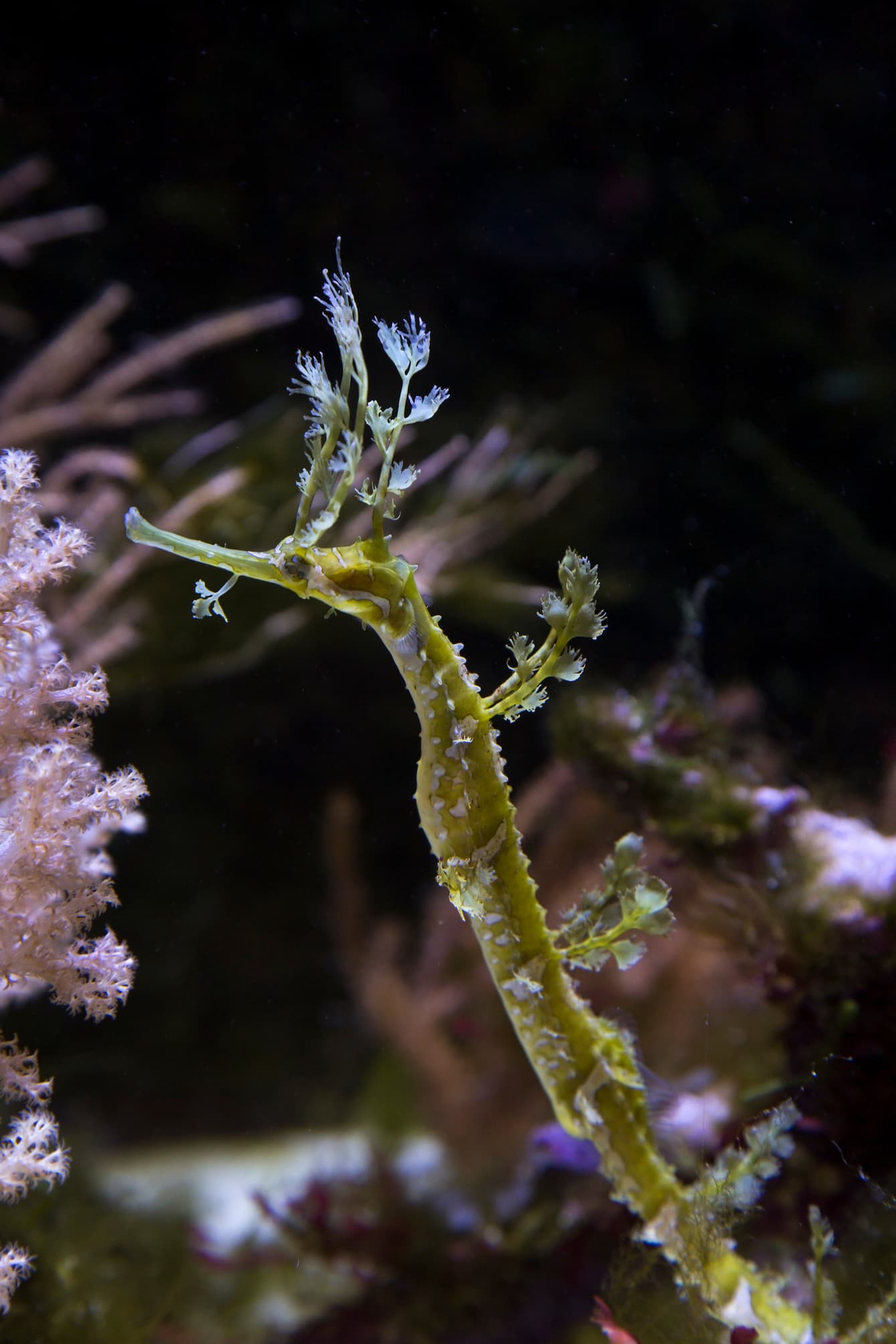 pipefish-2