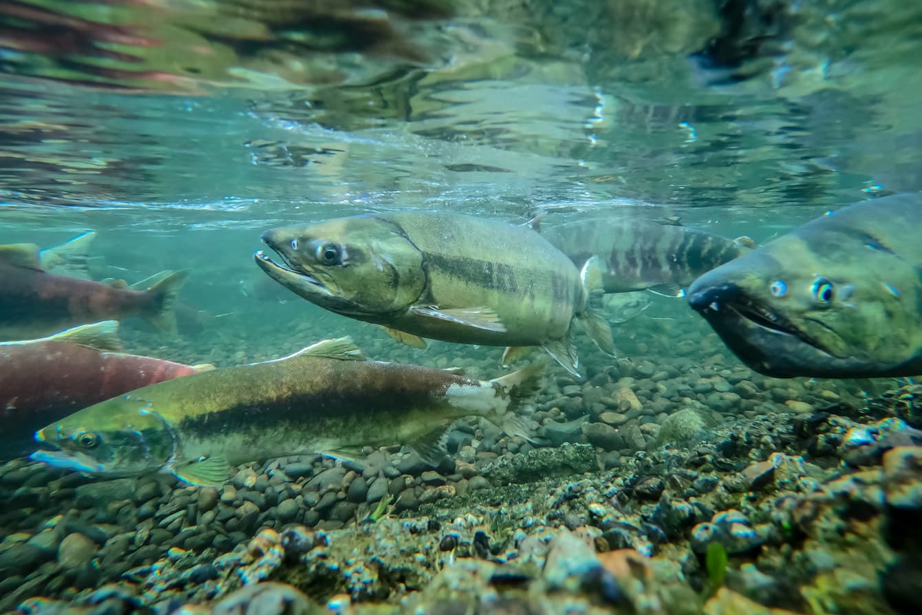 Cedar River Salmon Journey event image
