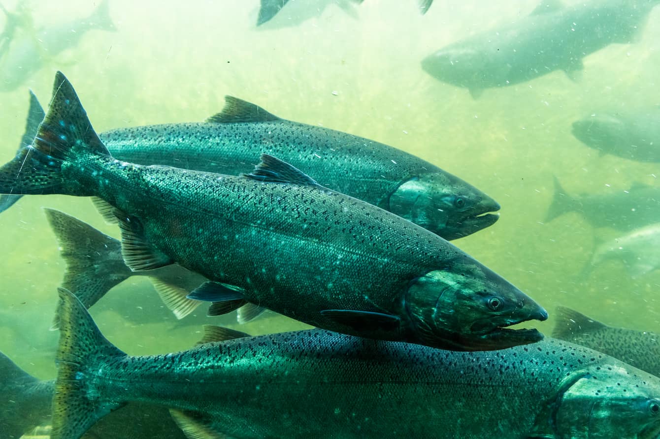 A group of salmon swimming through a river.