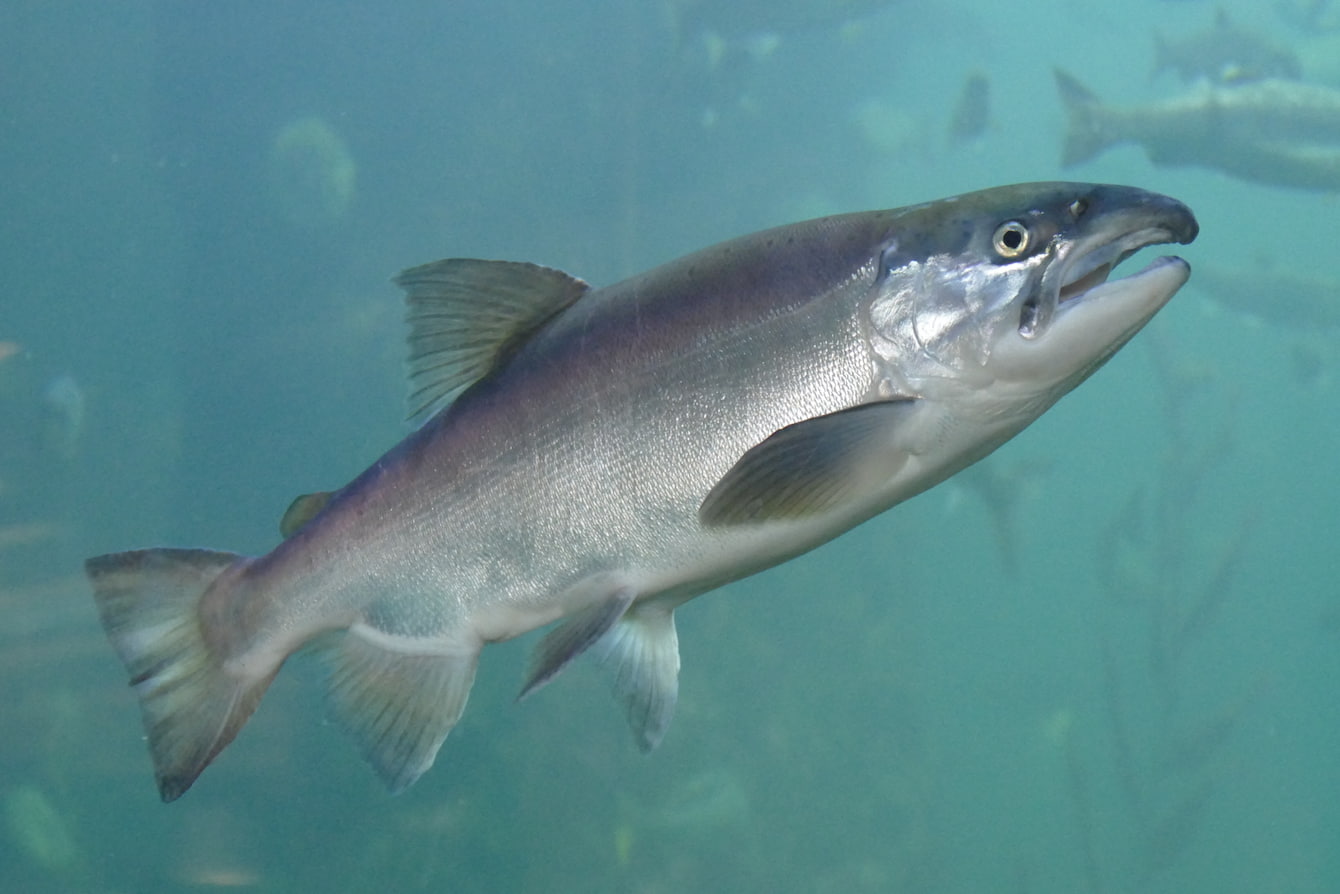 Salmon Seattle Aquarium Salmon Seattle Aquarium