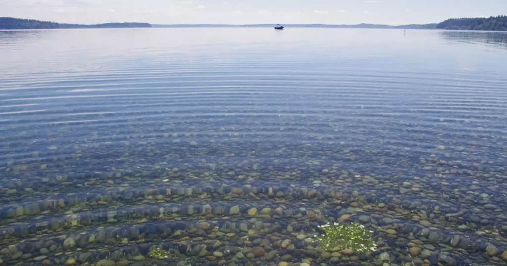 Ripples across the surface of a body of water.