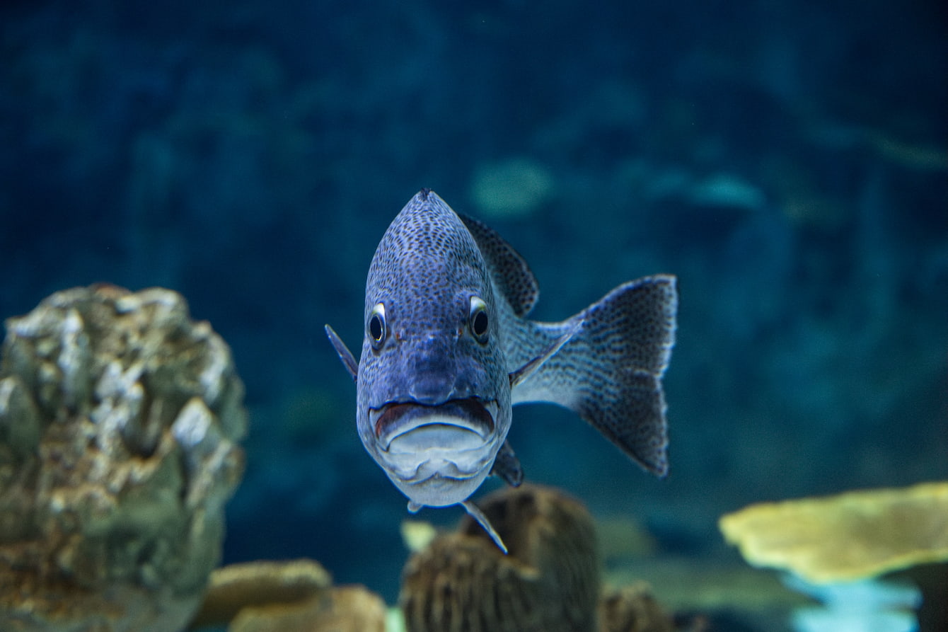 A spotted sweetlips (a blue fish) facing the camera.
