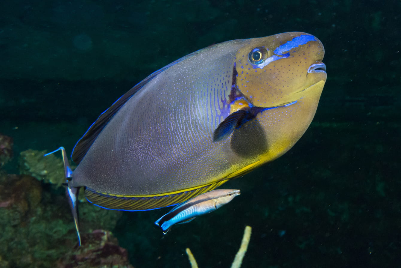 Bignose unicornfish