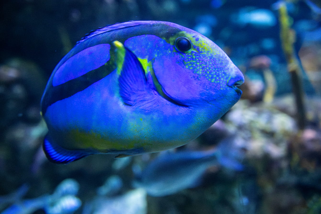 Blue tang