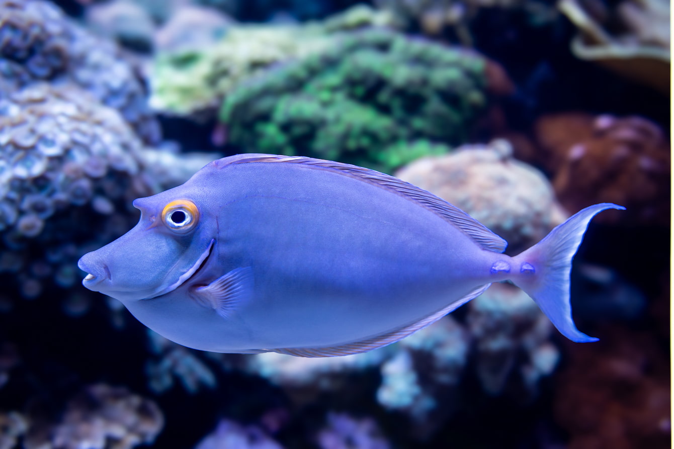 Bluespine unicornfish
