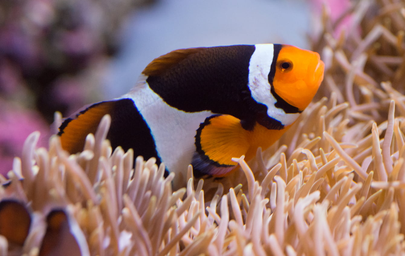 What do candles, cozy clothes and clownfish have in common?