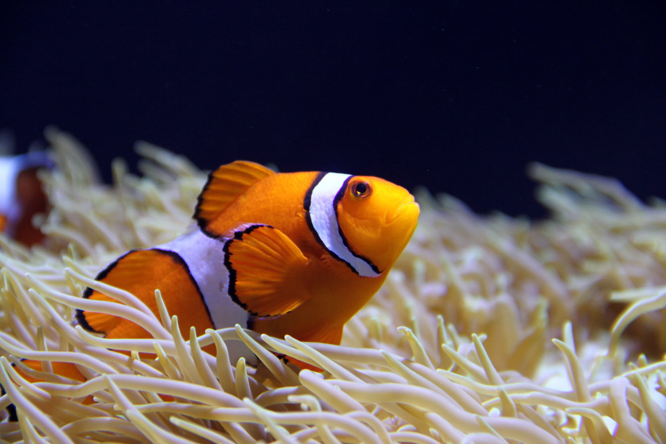 Quiz: Who’s your tropical reef alter ego?
