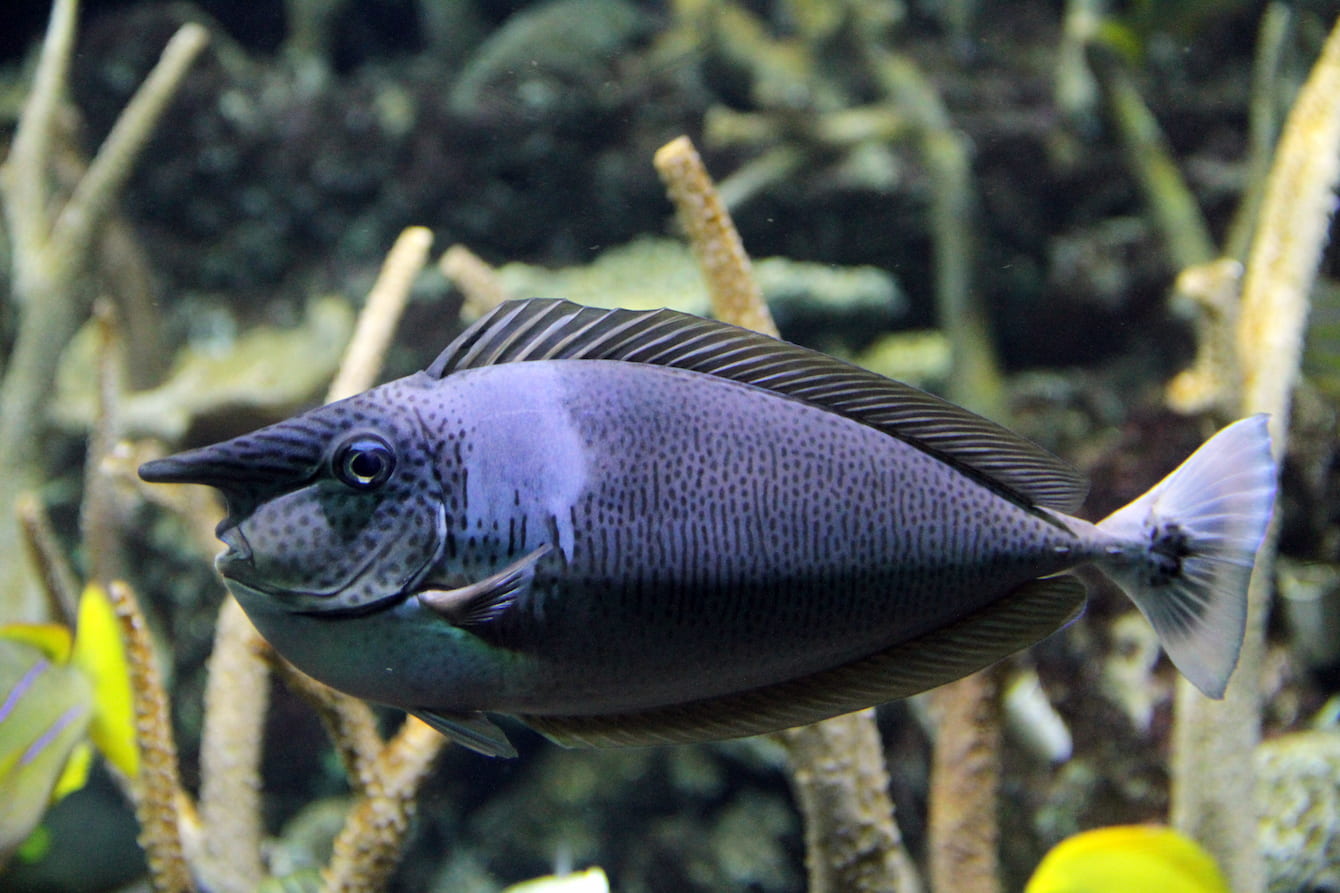 Pailtail unicornfish