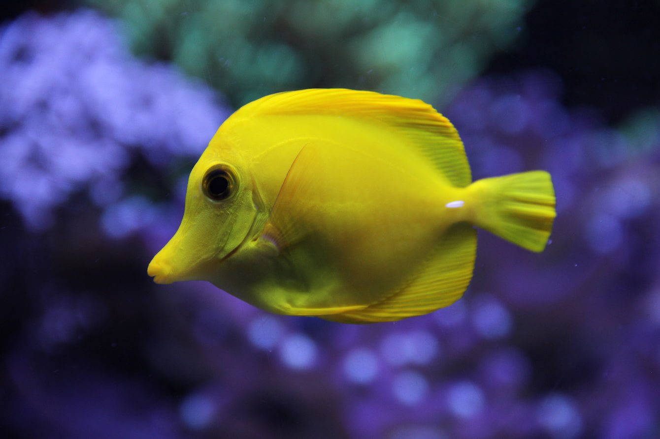 Yellow tang