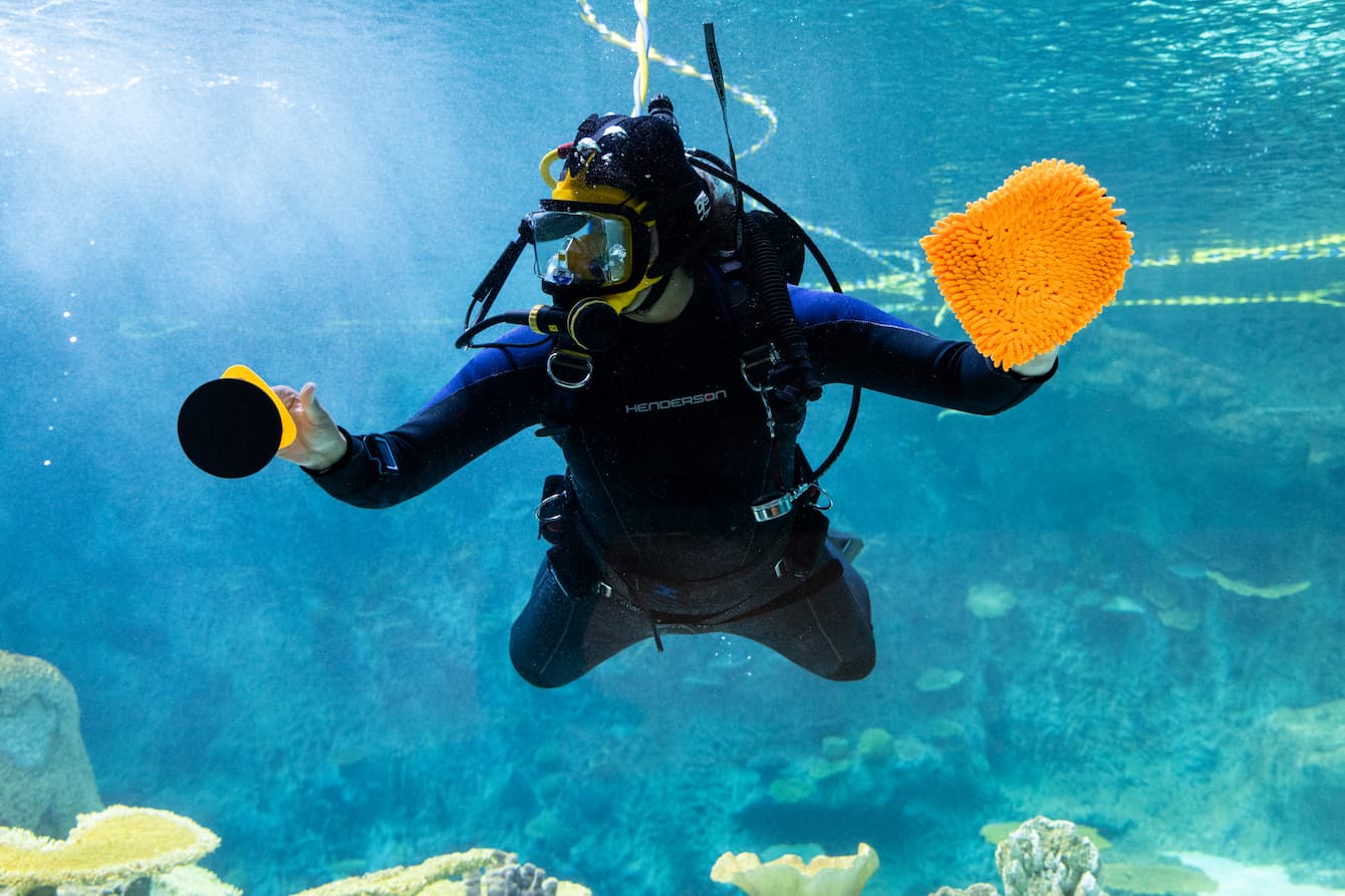 A diver in The Reef holding a large suction cup and an orange sponge.