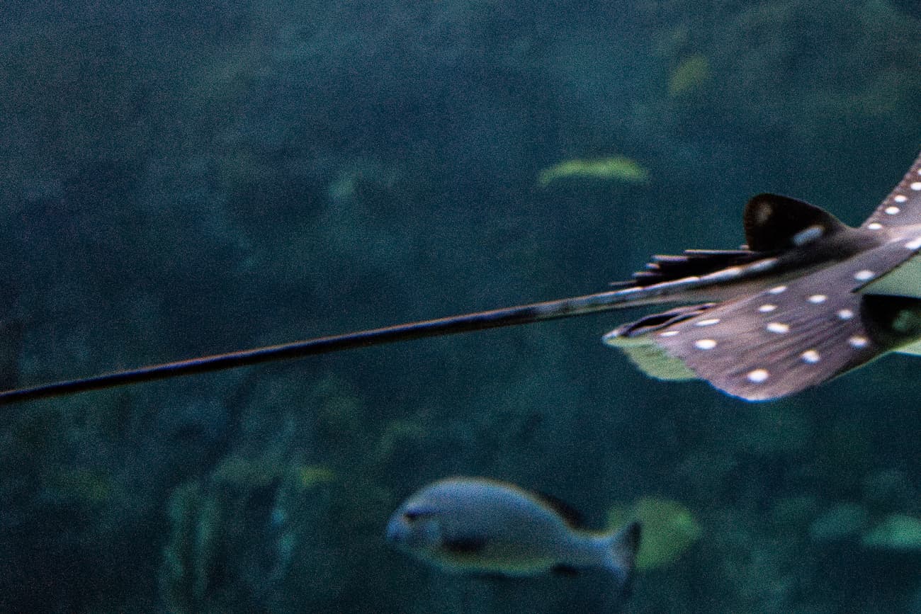 The rear end and tail of a spotted eagle ray swimming in the Seattle Aquarium's Reef habitat.