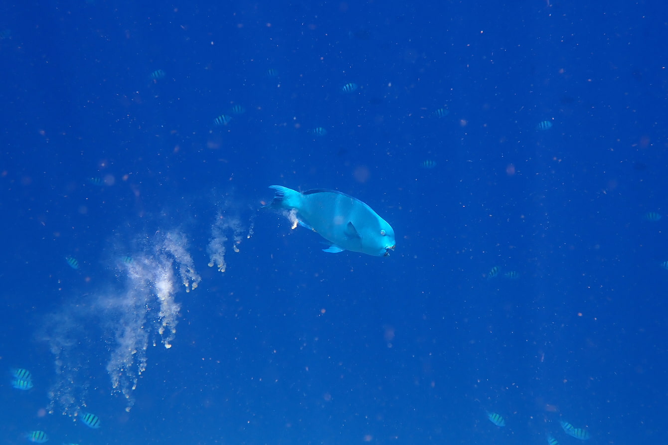 What does poop have to do with the Ocean Pavilion? (Hint: more than you’d think!)