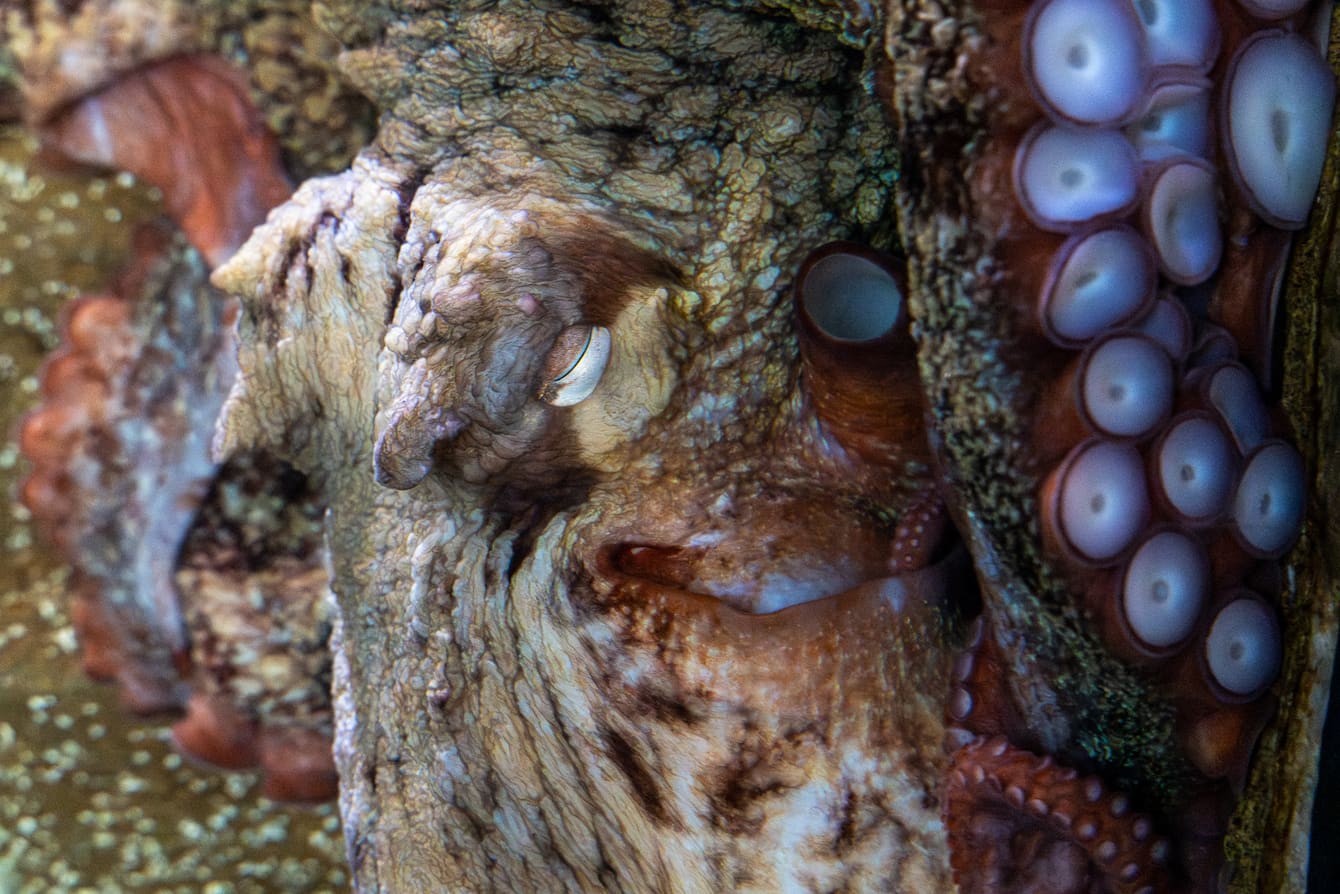 Students at Muckleshoot Tribal School name new octopus