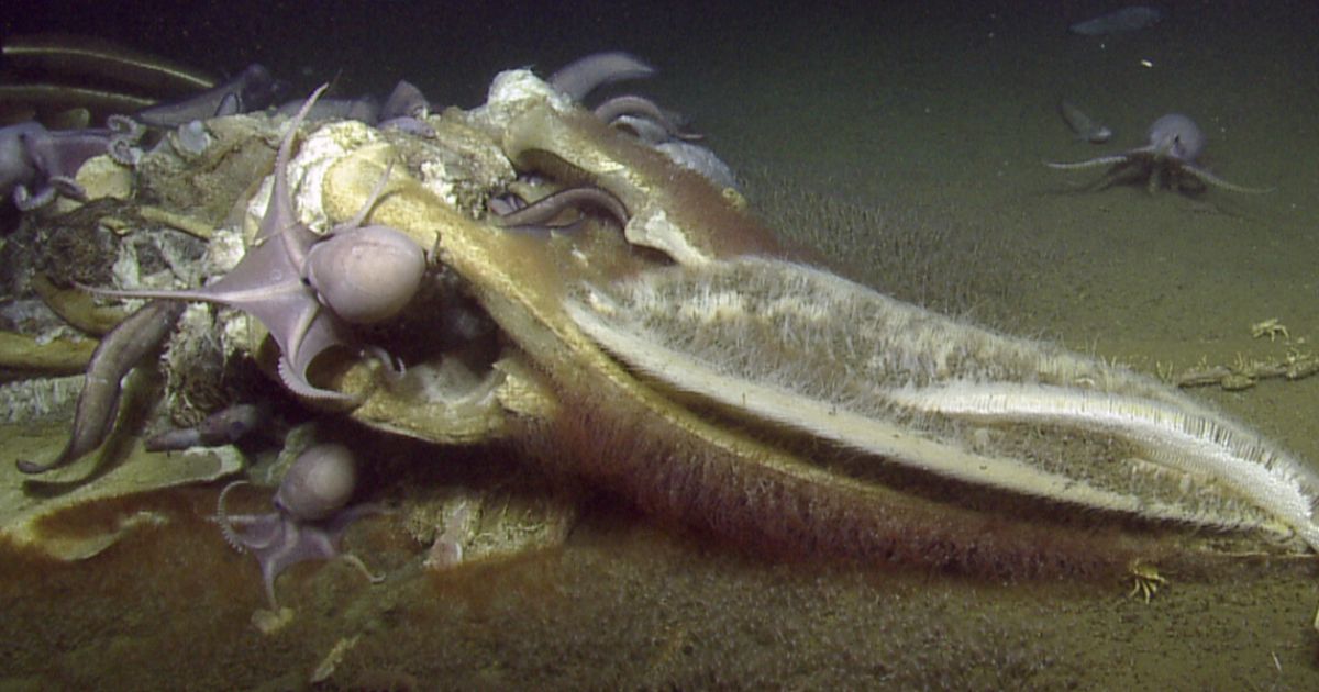 What makes a healthy ecosystem? A corpse, of course!