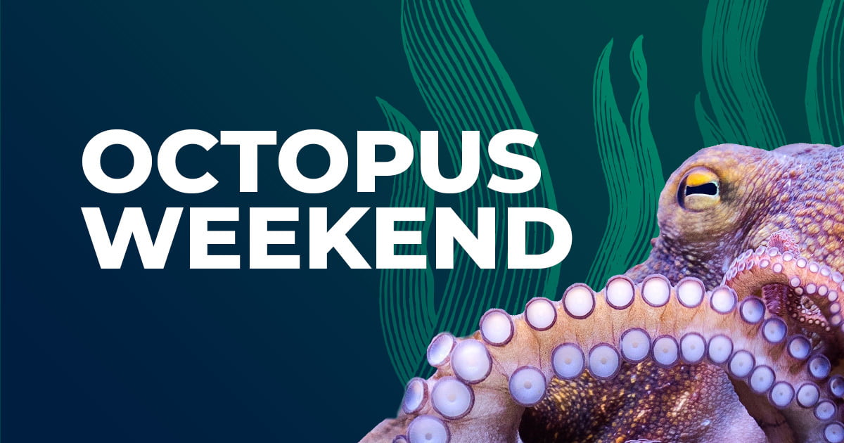 Octopus Weekends event image