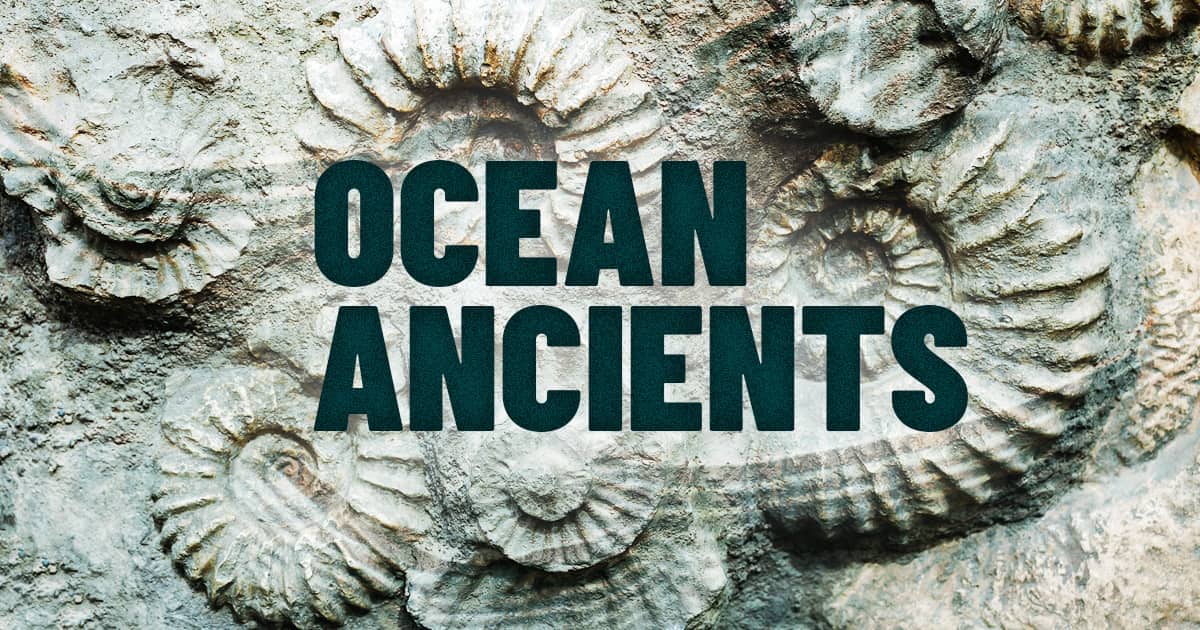The text "OCEAN ANCIENTS" over a photo of fossilized nautiluses.