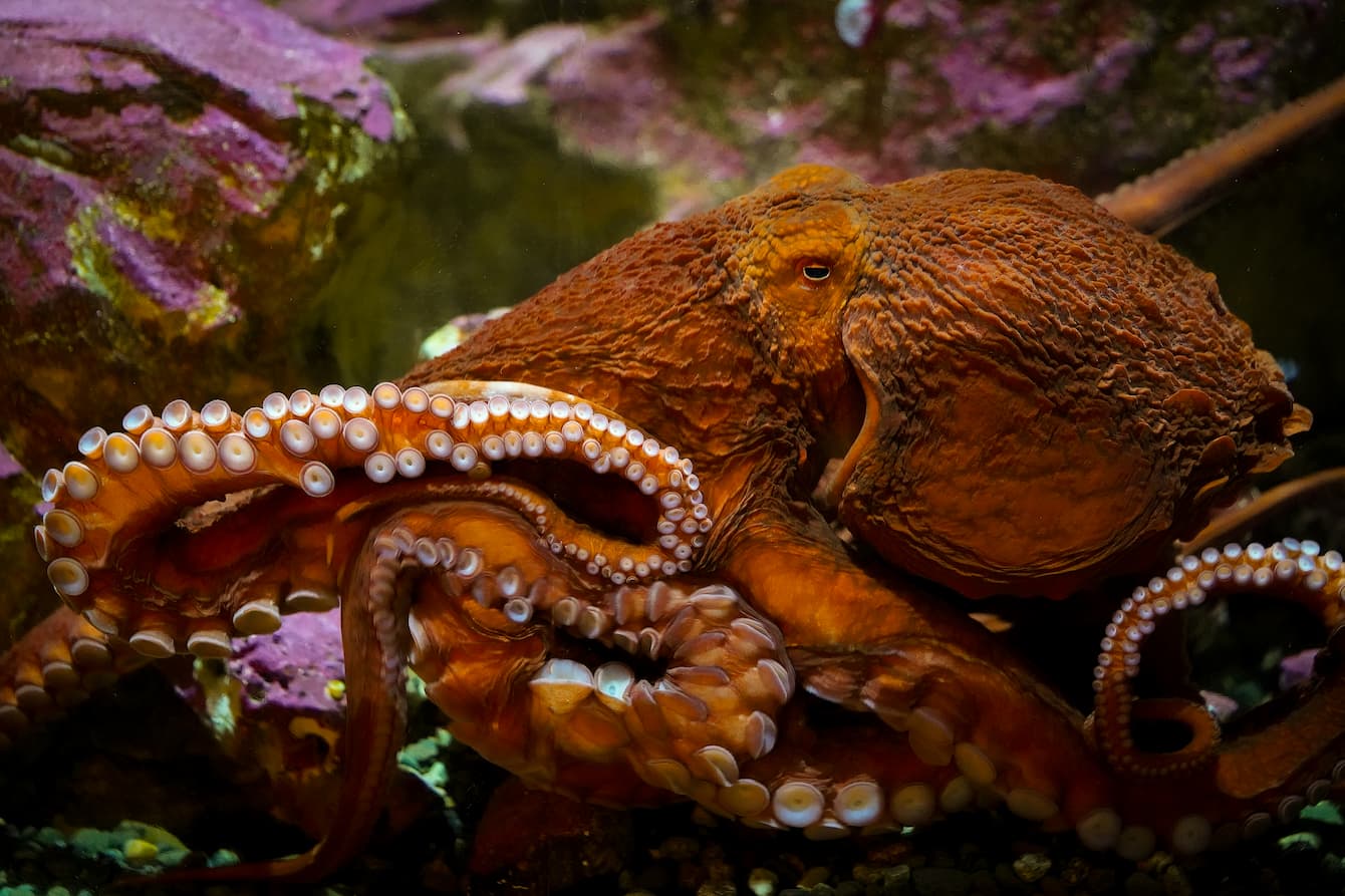 A giant Pacific octopus in its habitat at the Seattle Aquarium.