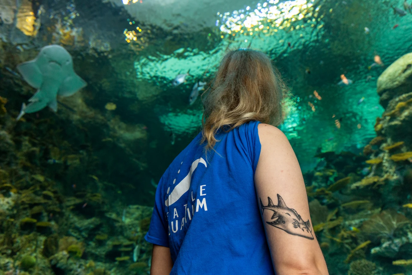Charmaine, shot from behind, looking up at the bowmouth guitarfish in The Reef habitat. Charmaine's shirt sleeve has been rolled up to reveal the bowmouth guitarfish tattoo just above her right elbow.