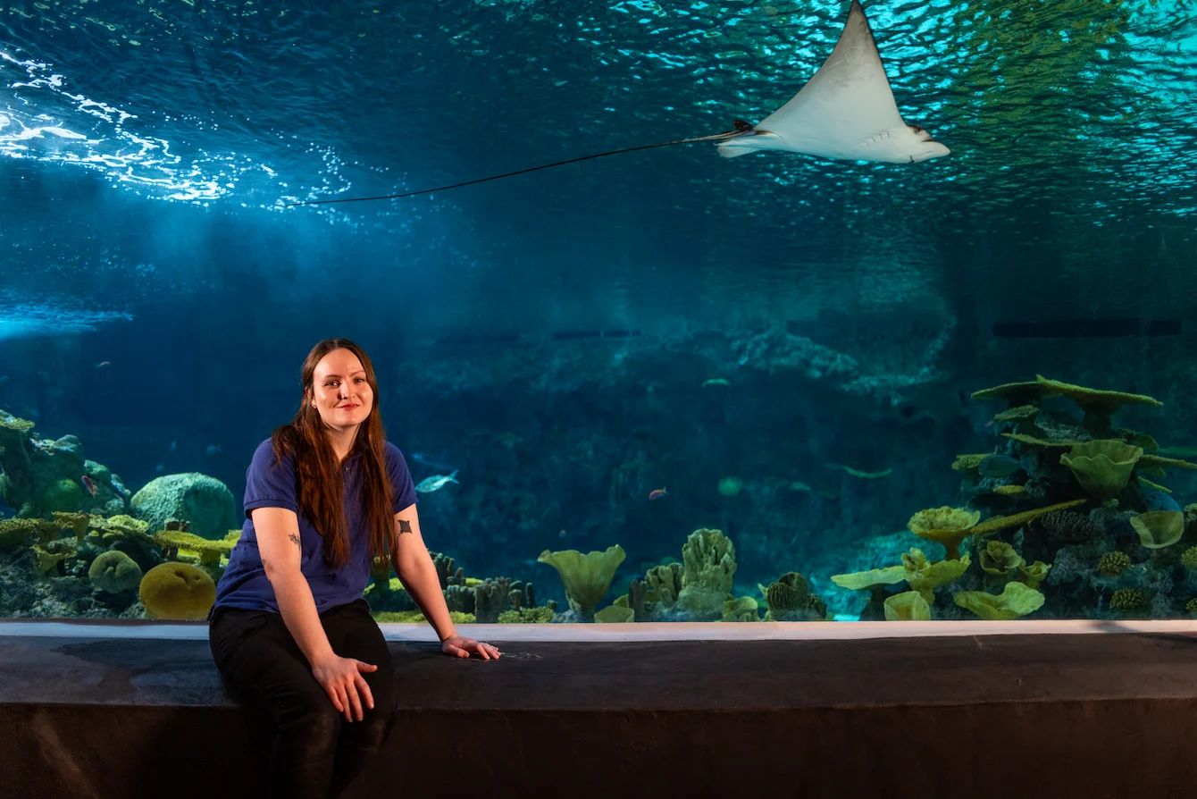 Makayla, a woman with long, brown hair, sitting on a ledge in front of The Reef habitat. Makayla is wearing a blue Seattle Aquarium shirt. Behind her, in the habitat, a spotted eagle ray is swimming by.