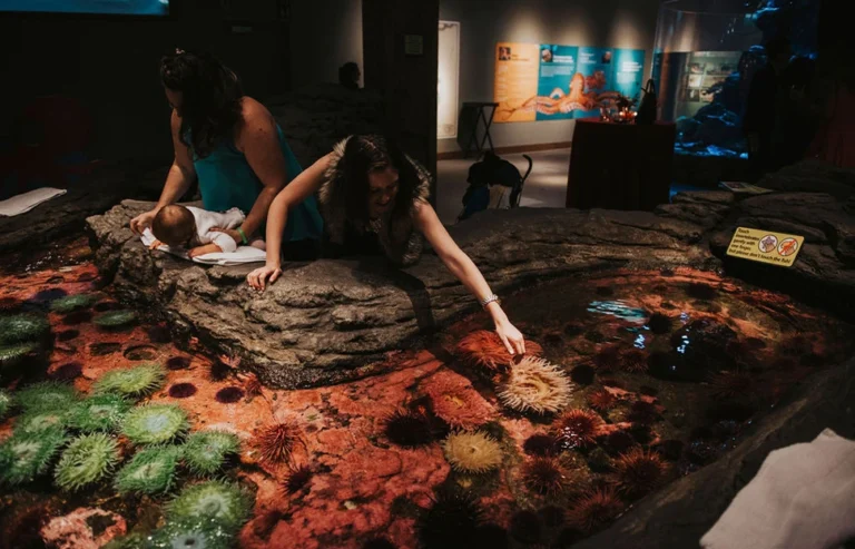 Guests attending a private event at the Seattle Aquarium looking at and reaching into the touch tidepool habitats in the Life on the Edge area of the Aquarium.