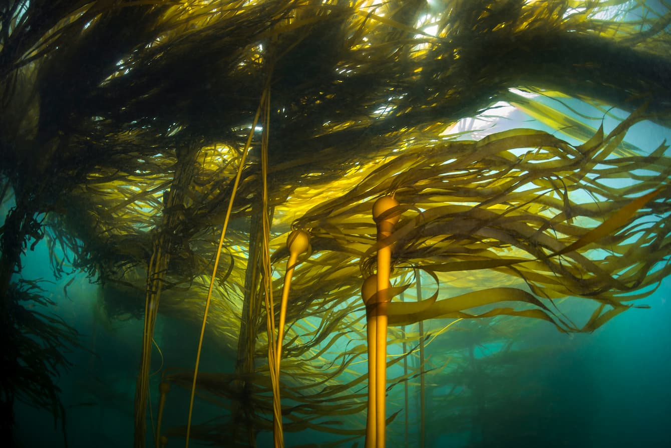 An underwater view of a bull kelp forest.