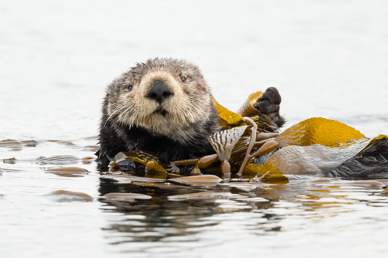 An otter floating on its back and holding yellow kelp.