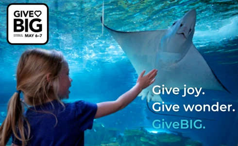 A young girl watching a stingray swim past through a viewing window at the Seattle Aquarium's Ocean Pavilion Reef habitat. Her hand is outstretched towards the ray. A graphic for GiveBIG, May 6-7, is placed on the top left, and the words Give Joy, Give wonder, GiveBIG are on the bottom right.