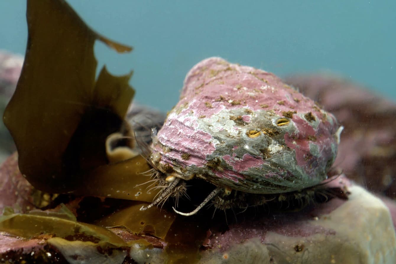 An adult pinto abalone.
