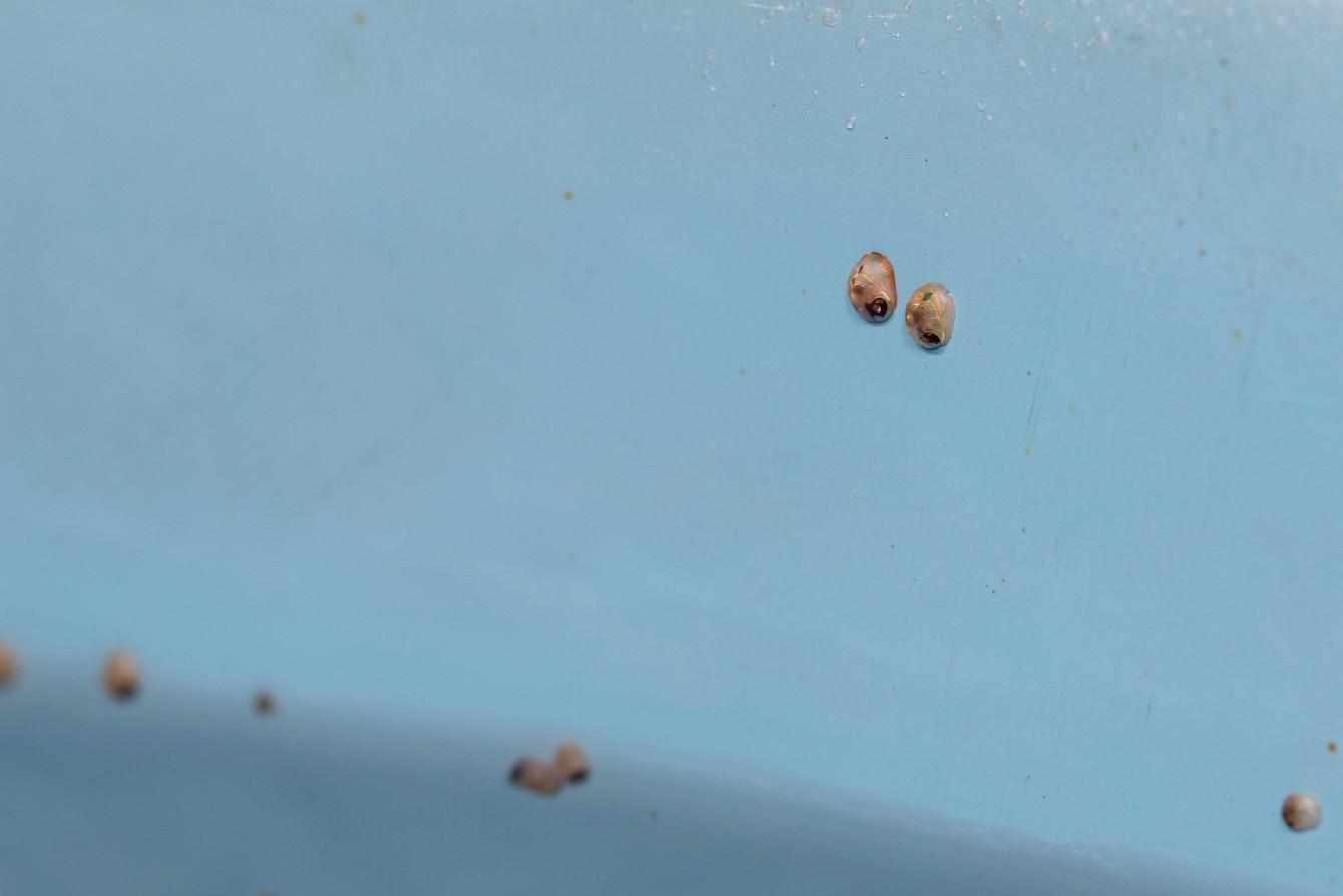 Tiny pinto abalone larvae in a large blue pool.