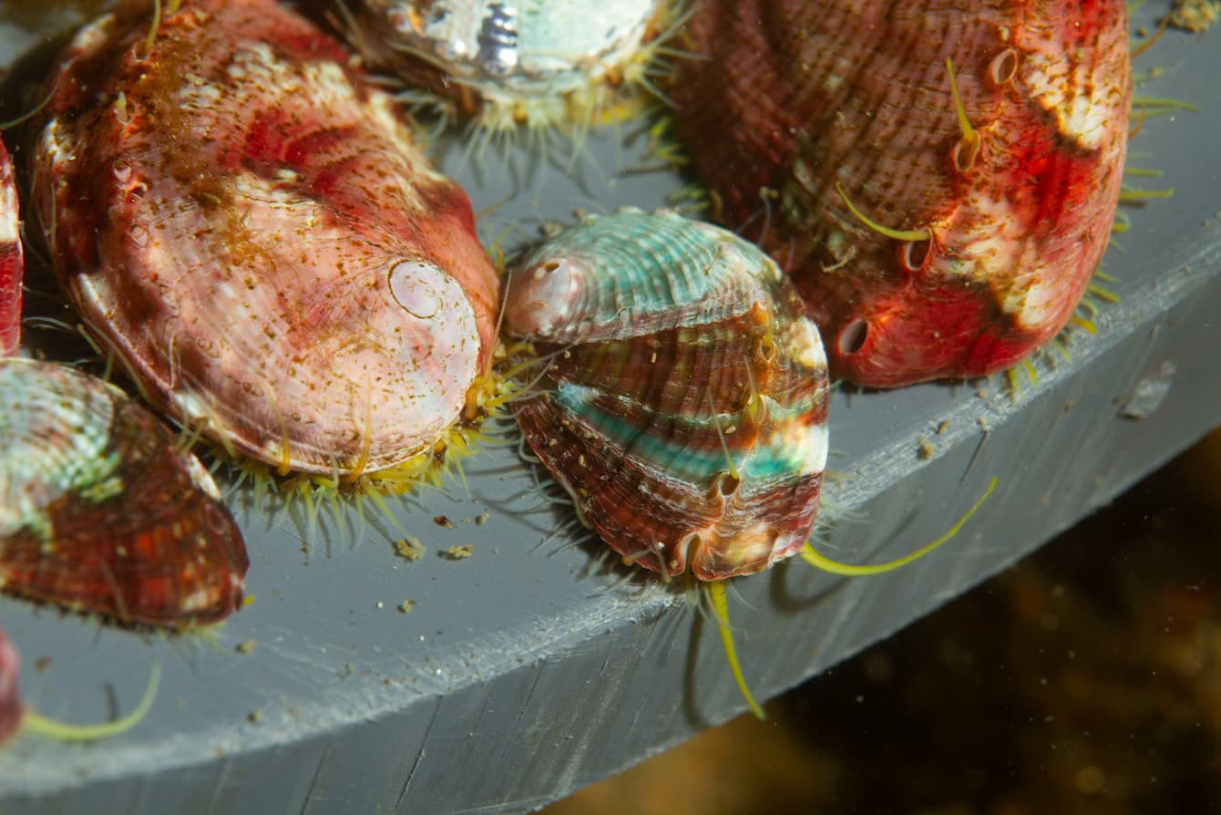 A small group of pinto abalone.