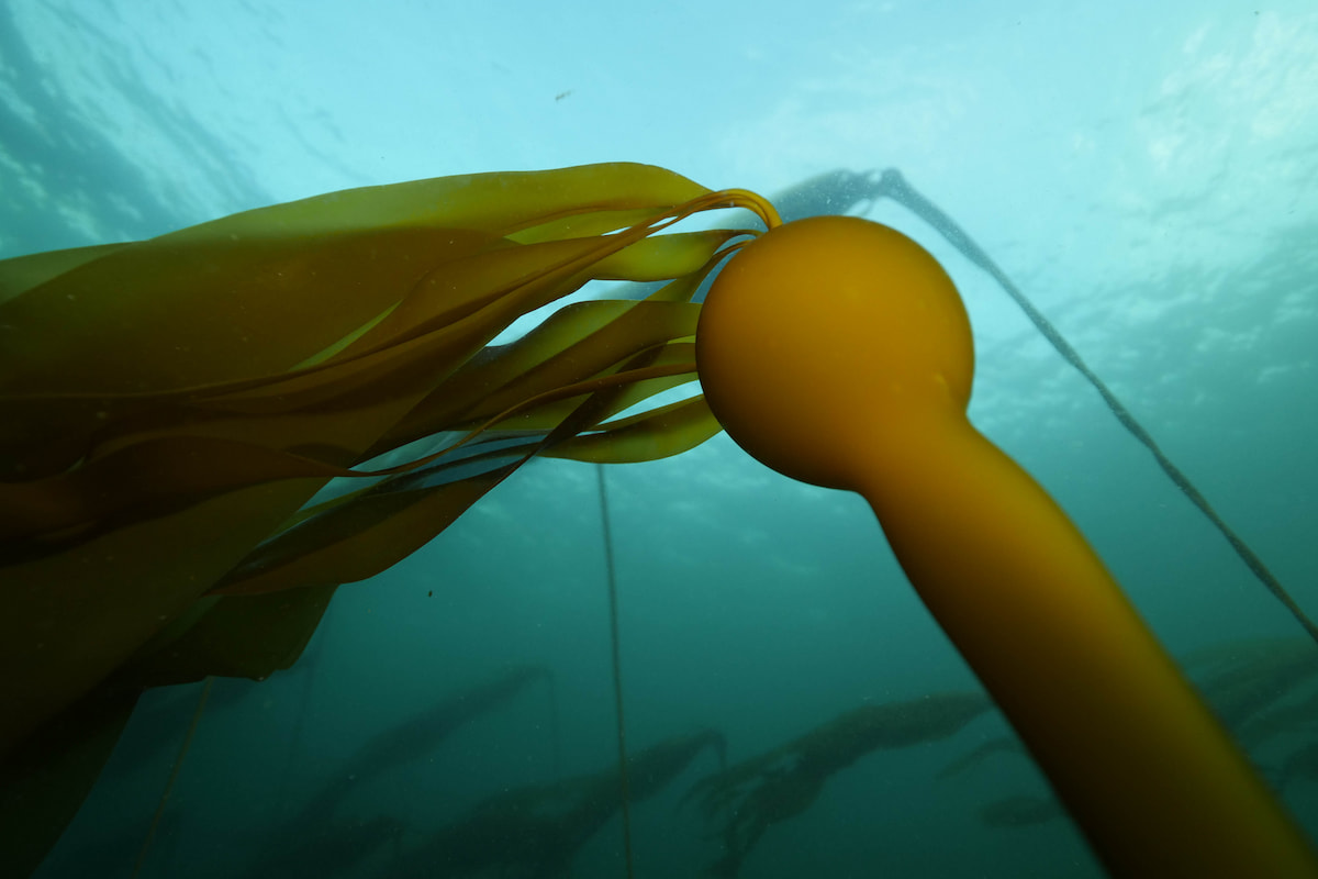 Bull kelp underwater.