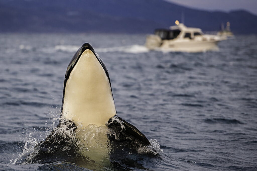 An orca breaching above the surface of the water. A boat is in the background.