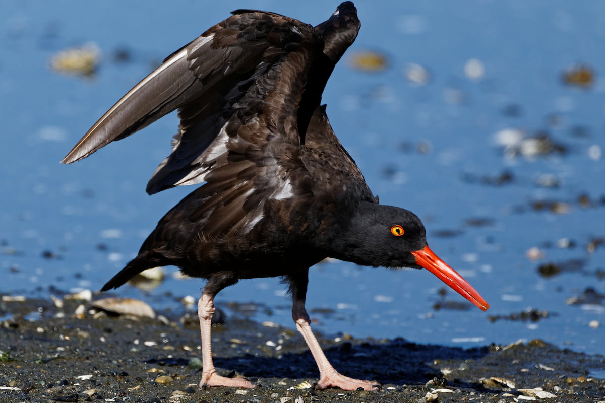 A black oystercatcher with its wings spread standing on a beach.