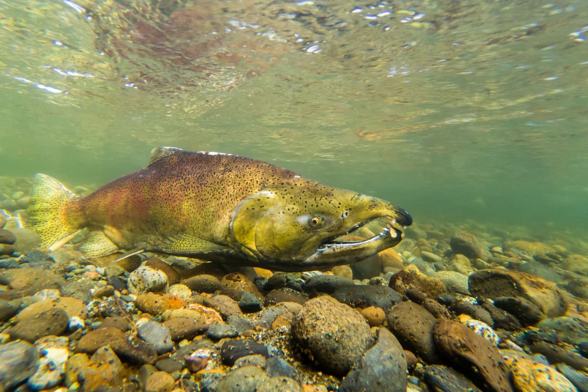 A salmon swimming along the rocky river bottom.